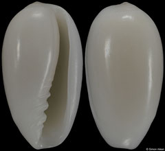 Volvarina monilis terverianum (Eritrea, 10,7mm)