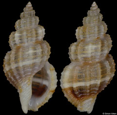 Raphitoma sp. (Philippines, 7,2mm)