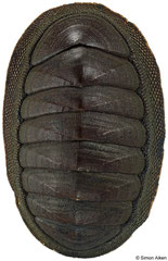 Chiton cf. glaucus (Tasmania, Australia, 31,3mm)