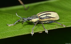 Citrus root weevil (Diaprepes abbreviatus), Polo, Pedernales peninsula, Dominican Republic