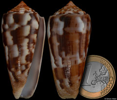 Conus gubernator (Madagascar, 52,8mm) F+++ €7.50