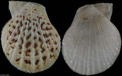 Coralichlamys madreporarum (Western Australia, 21,7mm)