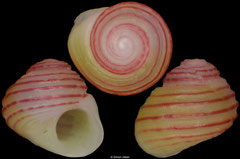 Collonista rubricincta (Hawaii, 1,7mm)