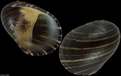 Nerita patula form 'beaniana' (Philippines, 13.3mm) (specimens for sale are w/o and are of the same quality as the specimen illustrated) 14-15mm specimens €10.50, 12-13mm specimens €8.00