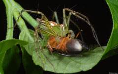 Lean lynx spider (Oxyopes macilentus), Balut Island, Philippines