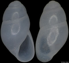 Stilapex cookeanus (Pacific Mexico, 3,2mm) F++ €12.00
