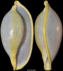 Xandarovula xanthochila (China, 27mm)