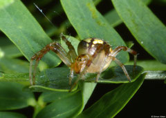 Lynx spider (Oxyopes sp.), Broome, Western Australia