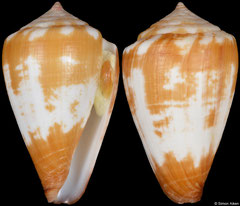 Conus wandae (Cape Verde, 29,3mm)