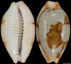 Bistolida stolida (Marshall Islands, 25,6mm)