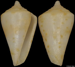 Conus zardoyai (New Caledonia, 11,0mm)