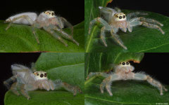 Two-striped jumper (Telamonia dimidiata), Balut Island, Philippines