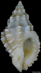 Pascula philpoppei (Philippines, 13,6mm)