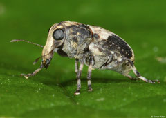 Weevil (Curculionoidea sp.), Lakxao, Bolikhamsai Province, Laos