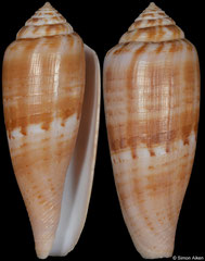 Conus austroviola (Northern Territory, Australia, 52,1mm)