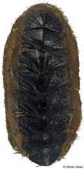 Plaxiphora caelata (New Zealand, 13,1mm)