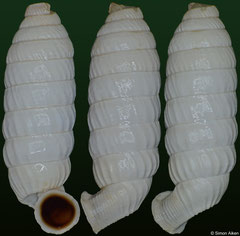 Brachypodella lateradii (Dominican Republic, 14,1mm) F++ €4.00 (specimens for sale are 12-14mm and are of the same quality as the specimen illustrated)