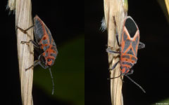 Milkweed bug (Lygaeidae sp.), Broome, Western Australia