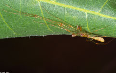 Long-jawed orbweaver (Tetragnatha sp.), Kampot, Cambodia