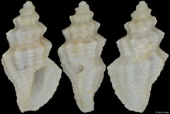 Heterocithara himerta (Philippines, 4,1mm) F++ €4.00 (specimens for sale are approx 4mm and are of the same quality as the specimen illustrated)