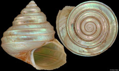 Margarites rossicus (Russia, 34,1mm)