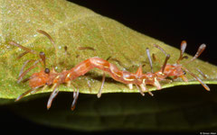 Erebid moth (Homodes bracteigutta) larva, Kampong Trach, Cambodia