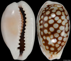 Cypraea esontropia form 'francescoi' (Madagascar, 16,3mm) F+++ €7.50 (specimens for sale are 16-17mm and are of the same quality as the specimen illustrated)