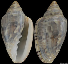 Marginella abyssinebulosa (South Africa, 39,3mm)