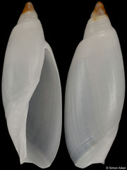 Ancillista muscae (Western Australia, 37,1mm)
