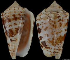 Conomurex decorus (Madagascar, 37,4mm) F+++ €4.20 (specimens for sale are 37-39mm and are of the same quality as the specimen illustrated)