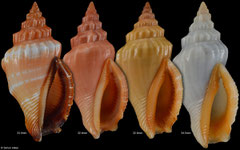 Canarium erythrinum (Philippines)