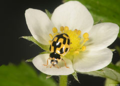 Fourteen-spot ladybird (Propylea quatuordecimpunctata), York, UK