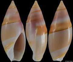 Amalda aureomarginata (New Caledonia, 25,4mm)
