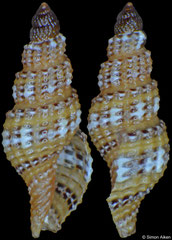 Kuroshiodaphne sp. (Philippines, 3,8mm)
