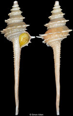 Fulgurofusus nanshaensis (Spratly Islands, 82,2mm)