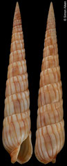 Myurella affinis (Philippines, 56,4mm)