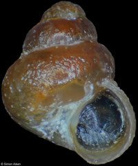 Skenella umbilicata (Antarctica, 1,5mm)