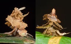 Witch's hat bagworm moths (Pagodiella sp.) larvae, Hà Tiên, Vietnam