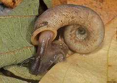 Rhiostoma cf. jalorense (Phang Nga, Thailand)