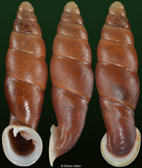 Grandinenia dautzenbergi (Laos, 28,9mm)