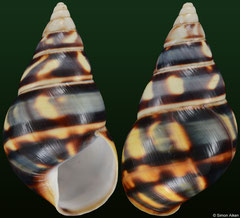 Liguus fasciatus form 'barbouri' (Florida, USA, 44,6mm) F++ €12.00 (specimens for sale are 43-44mm and are of the same quality as the specimen illustrated)