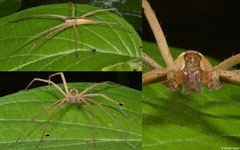 Fishing spider (Nilus albocinctus), Samal Island, Philippines