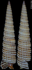 Aclophora sp. nov. (Philippines, 10,6mm)