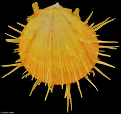 Spondylus regius (Philippines, 105,6mm)