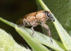 Weevil (Orthorhinus sp.), Broome, Western Australia