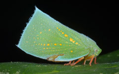 Planthopper (Flatidae sp.), Dipolog, Philippines