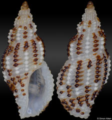 Pseudodaphnella crypta (Philippines, 6,7mm) F+++ €5.00 (specimens for sale are 6-7mm and are of the same quality as the specimen illustrated)
