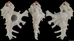 Homalocantha anatomica (Tanzania, 62,5mm)