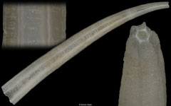 Paradentalium americanum (Brazil, 13,4mm)