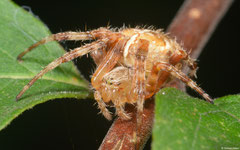 European garden spider (Araneus diadematus), York, UK